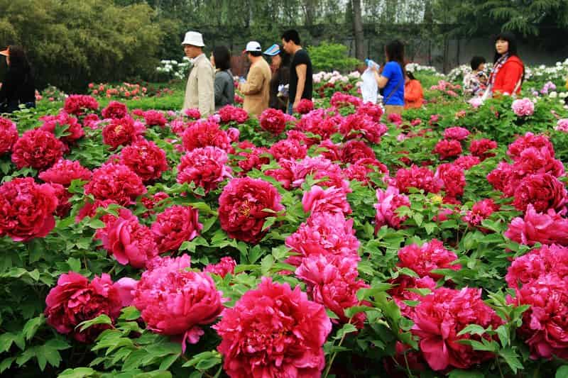36th Chinese Luoyang Peony Culture Festival